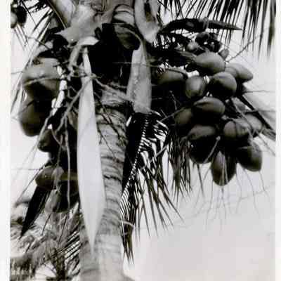 Coconut Palm Tree