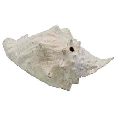 Conch Shell: © Key West Art & Historical Society