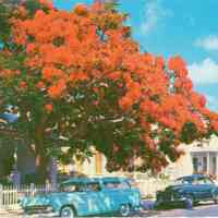 Flowering Royal Poinciana Tree, Key West, Florida