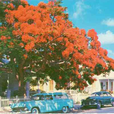 Flowering Royal Poinciana Tree, Key West, Florida