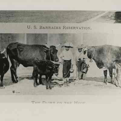 The Dairy on the Hoof