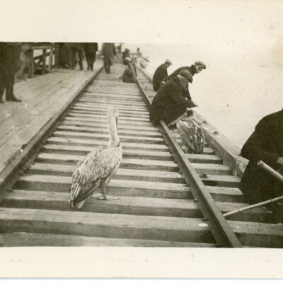 Pelicans and Fisherman on Railway