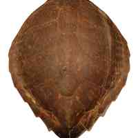 Atlantic Green Sea Turtle Shell