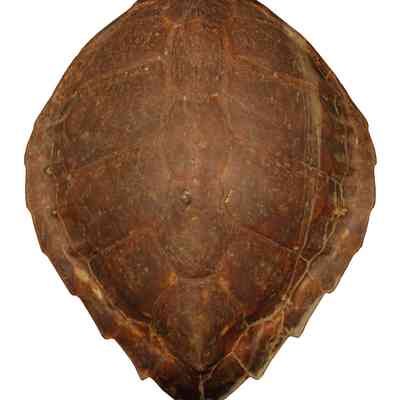 Atlantic Green Sea Turtle Shell