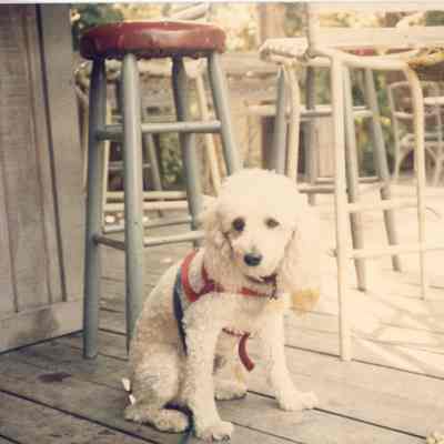 Dog at a Key West Bar