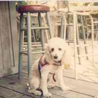 Dog at a Key West Bar