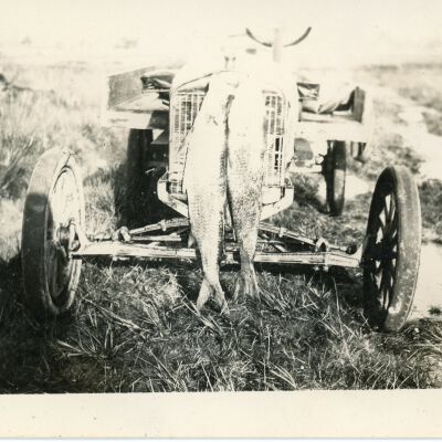 Two (2) Fish on Car Grill