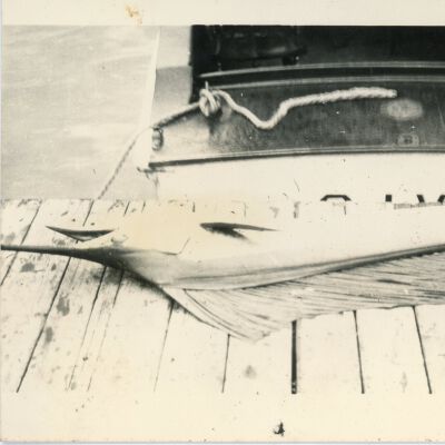 Sailfish on the Docks