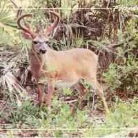 Key Deer - Big Pine Key