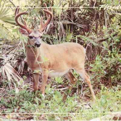 Key Deer - Big Pine Key