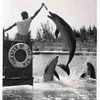 Theater of the Sea Dolphin Feeding