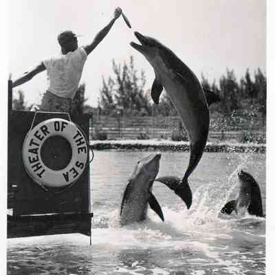 Theater of the Sea Dolphin Feeding