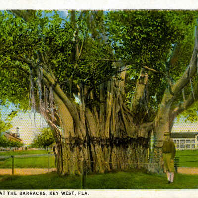 Banyan Tree at the Barracks, Key West, Fla.