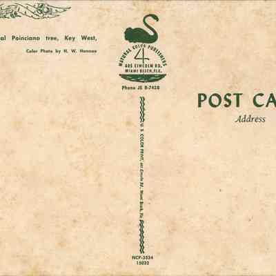 Flowering Royal Poinciana Tree, Key West, Florida: © Key West Art & Historical Society