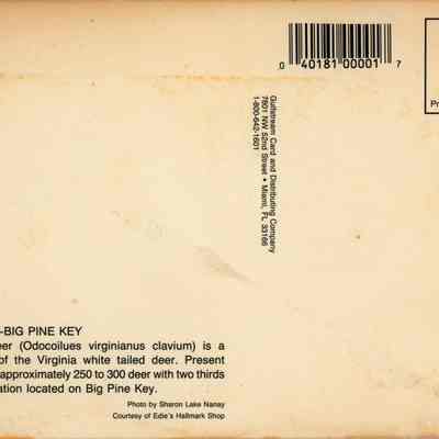 Key Deer - Big Pine Key: © Key West Art & Historical Society