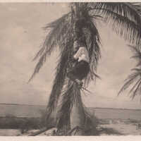          Man climbing a palm tree picture number 2
   