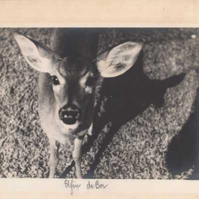 Elfina, the pet deer