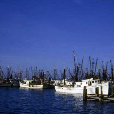 Shrimp Boats in Key West Bight