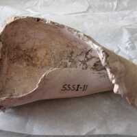 Shell Tool