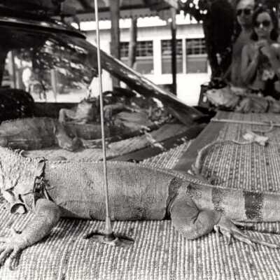 Iguanas: Copyright: © Key West Art & Historical Society; Origformat: Print-Photographic