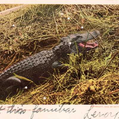 Crocodile in the grass