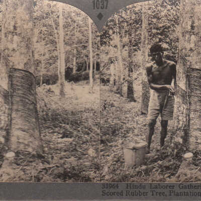 Stereoview of a man and a rubber tree in Suva, Fiji Islands