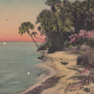 A Lone Palm by the Sea