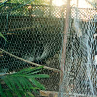          A peacock picture number 1
   