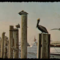 Brown Pelicans in Key West