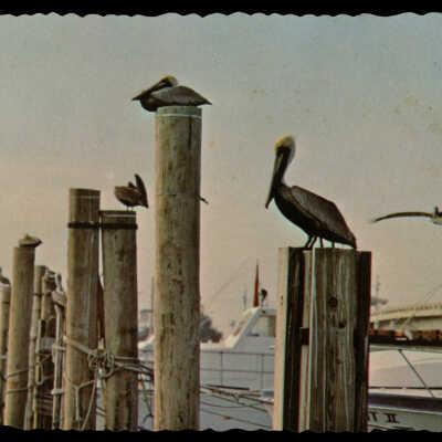 Brown Pelicans in Key West