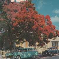 Flowering Royal Poinciana Tree