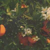 Florida Oranges and Orange Blossoms