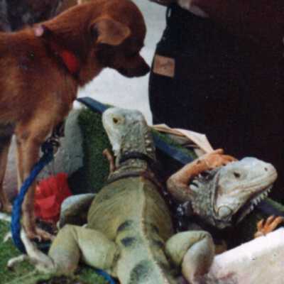 Iguanas: Copyright: © Key West Art & Historical Society; Origformat: Print-Photographic