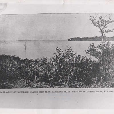 Distant Mangrove Islands seen from Mangrove Beach