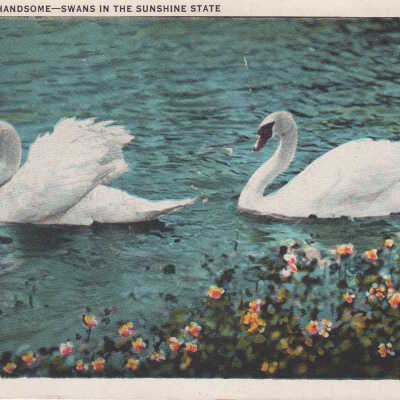 Proud and Handsome - Swans in the Sunshine State