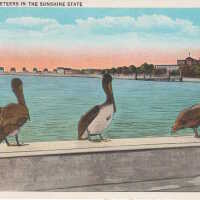 The Three Musketeers in the Sunshine State