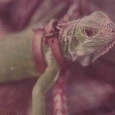 Iguana: Copyright: © Key West Art & Historical Society; Origformat: Print-Photographic