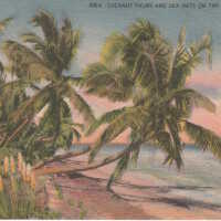 Coconut Palms and Sea Oats on the Florida Keys