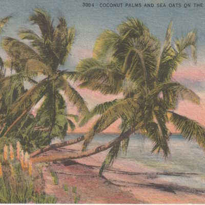 Coconut Palms and Sea Oats on the Florida Keys