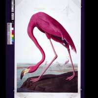          American Flamingo; Copyright: © Key West Art & Historical Society; Origformat: Negative; Resolution: 300 dpi
   