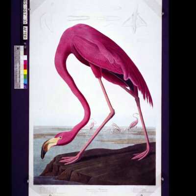 American Flamingo: Copyright: © Key West Art & Historical Society; Origformat: Negative; Resolution: 300 dpi