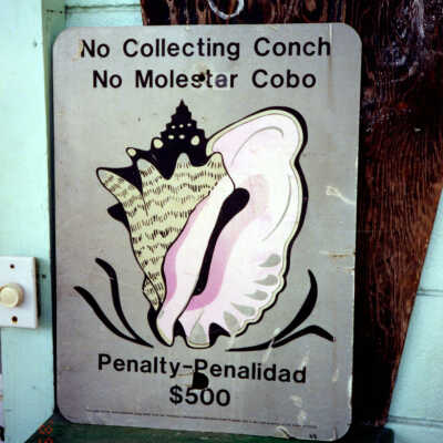 No Collecting Conch Sign