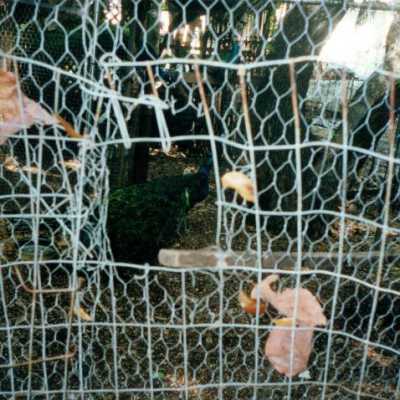 A peacock: Copyright: © Key West Art & Historical Society; Origformat: Print-Photographic