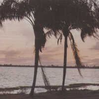 Ocean and palm trees