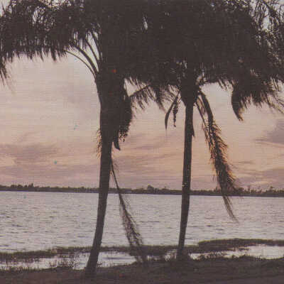 Ocean and palm trees