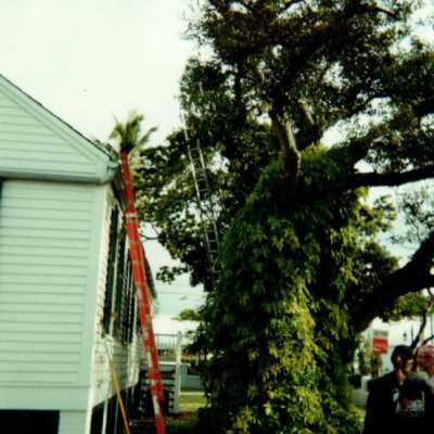 Key West Lighthouse tree: Copyright: © Key West Art & Historical Society; Origformat: Print-Photographic