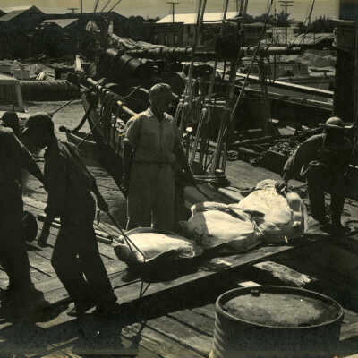 Unloading Turtles in Key West