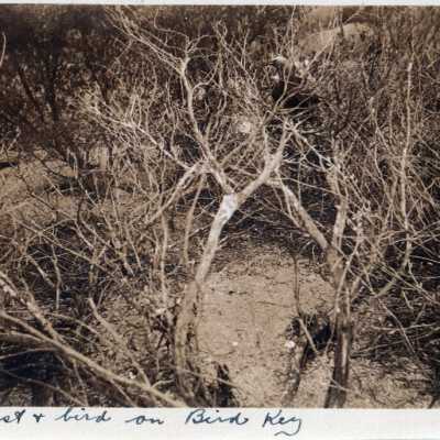Bird Key, Dry Tortugas: Copyright: © Key West Art & Historical Society; Origformat: Print-Photographic