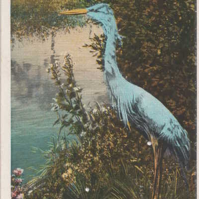 Blue Heron, Florida