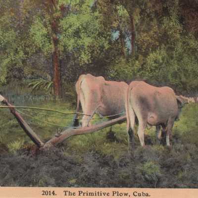 The Primitive Plow, Cuba